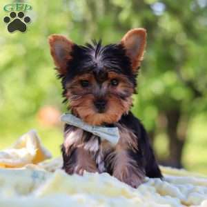 Drake, Yorkie Puppy